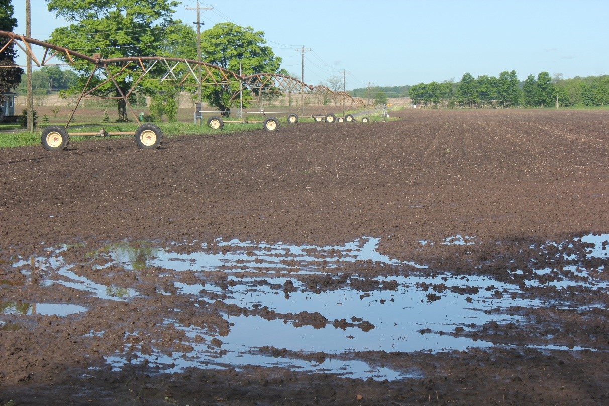 Flooded field